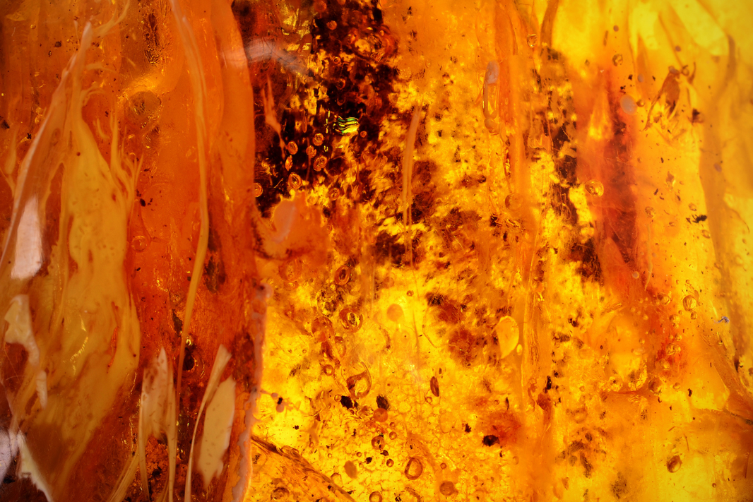 What Is Baltic Amber?